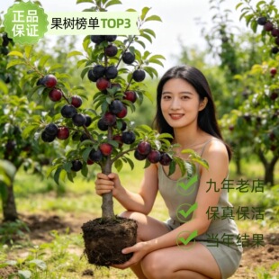 黑宝石嫁接大李子树苗耐冬耐寒地栽晚熟李子苗当年结果李子果苗