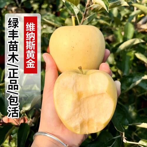 维纳斯黄金苹果树苗嫁接脆甜