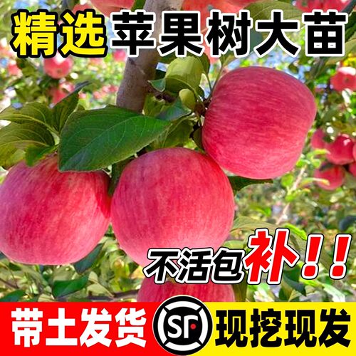 苹果树苗盆栽南方北方种植地栽冰糖心苹果苗活苗矮化果树当年结果