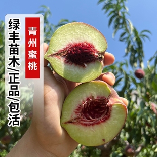 山东青州蜜桃树苗嫁接晚熟冬雪蜜桃树果苗脆甜冬桃果树苗当年结果