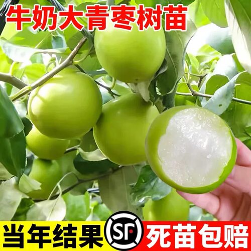 大青枣苗树苗嫁接台湾蜜丝枣牛奶苹果枣雪丽高朗黄冠枣树盆栽地栽