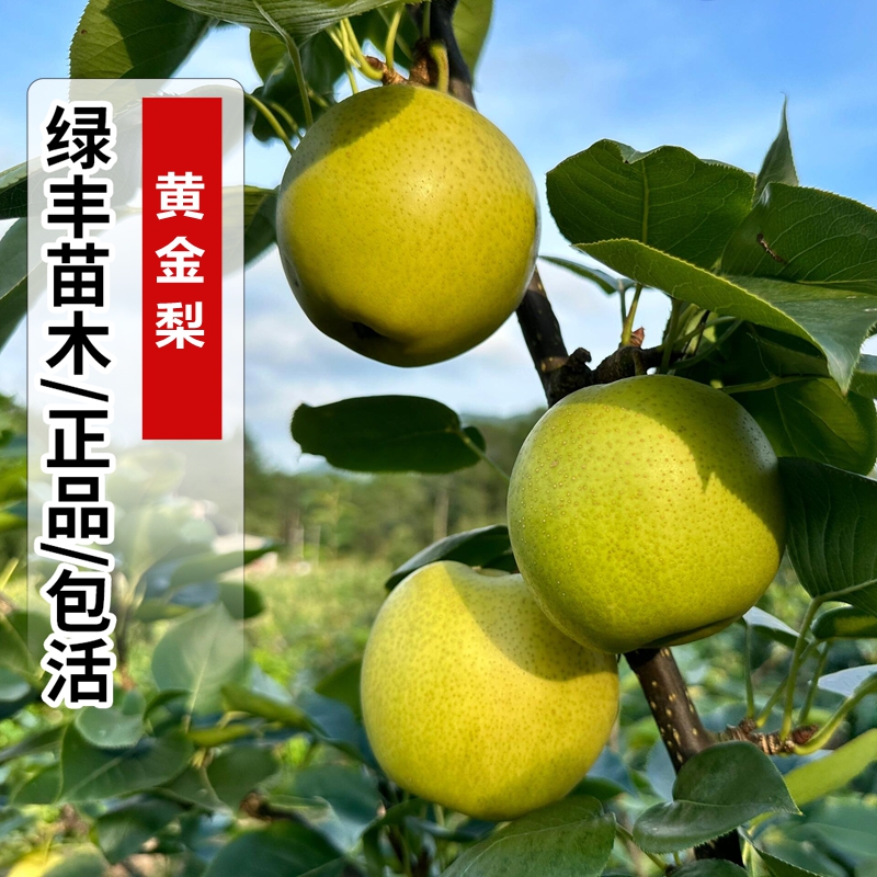 黄金梨树苗嫁接冰糖雪梨白酥梨苗南方北方地栽盆栽果树当年结果苗