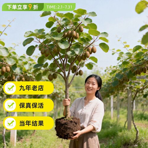 猕猴桃树果苗红心软枣猕猴桃苗徐香嫁接南北方种植庭院水果树果苗