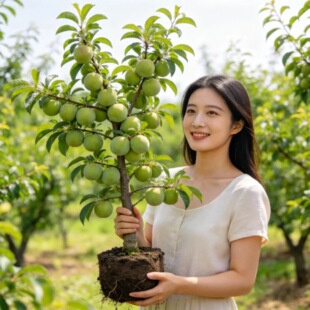 五月脆李子树苗早熟凤凰李苗早熟一点红嫁接脱骨李子苗果苗木