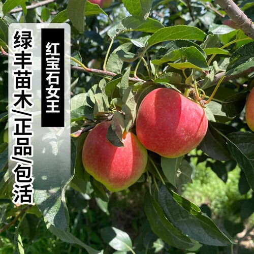 红宝石女王苹果树苗南北方种植庭院地栽苹果树苗盆栽观赏当年结果