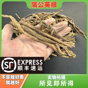 蒲公英根中药材店铺中草药大全别名:黄花地丁、婆婆丁、华花郎