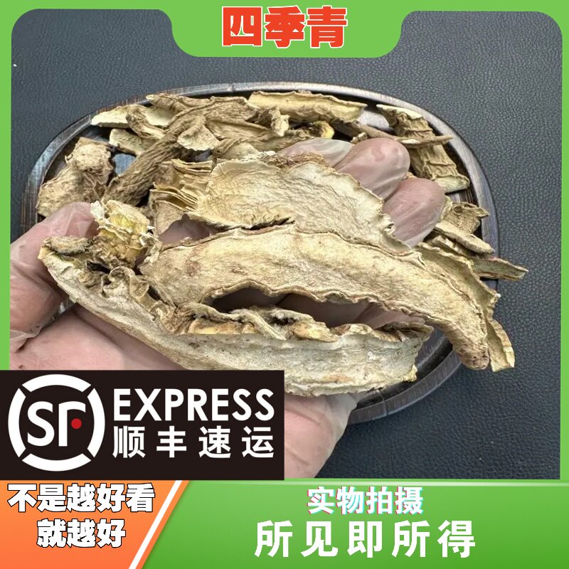四季青中药材店铺中草药大全别名：红冬青、大叶冬青、油叶树、