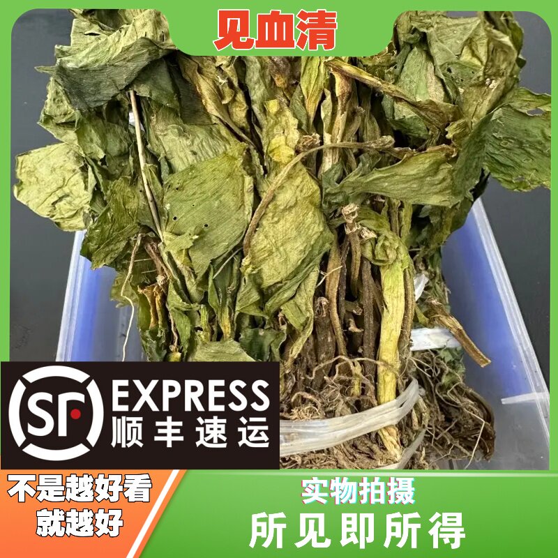 见血清中药材店铺中草药大全别名：见血莲、矮胖儿、肉螃蟹、