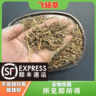 飞扬草中药材店铺中草药大全别名：痢子草、乳汁草、细叶飞扬草