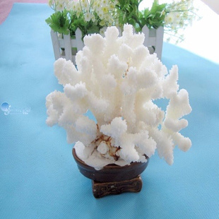 费大珊瑚盆景14至17白珊瑚摆件 免邮
