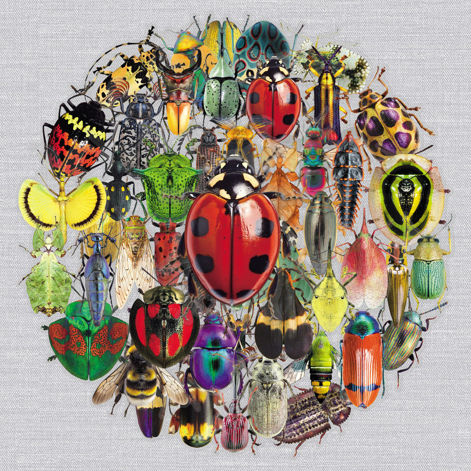 100张昆虫卡通创意趣味涂鸦透明贴纸笔记本滑板车冰箱水杯diy贴纸