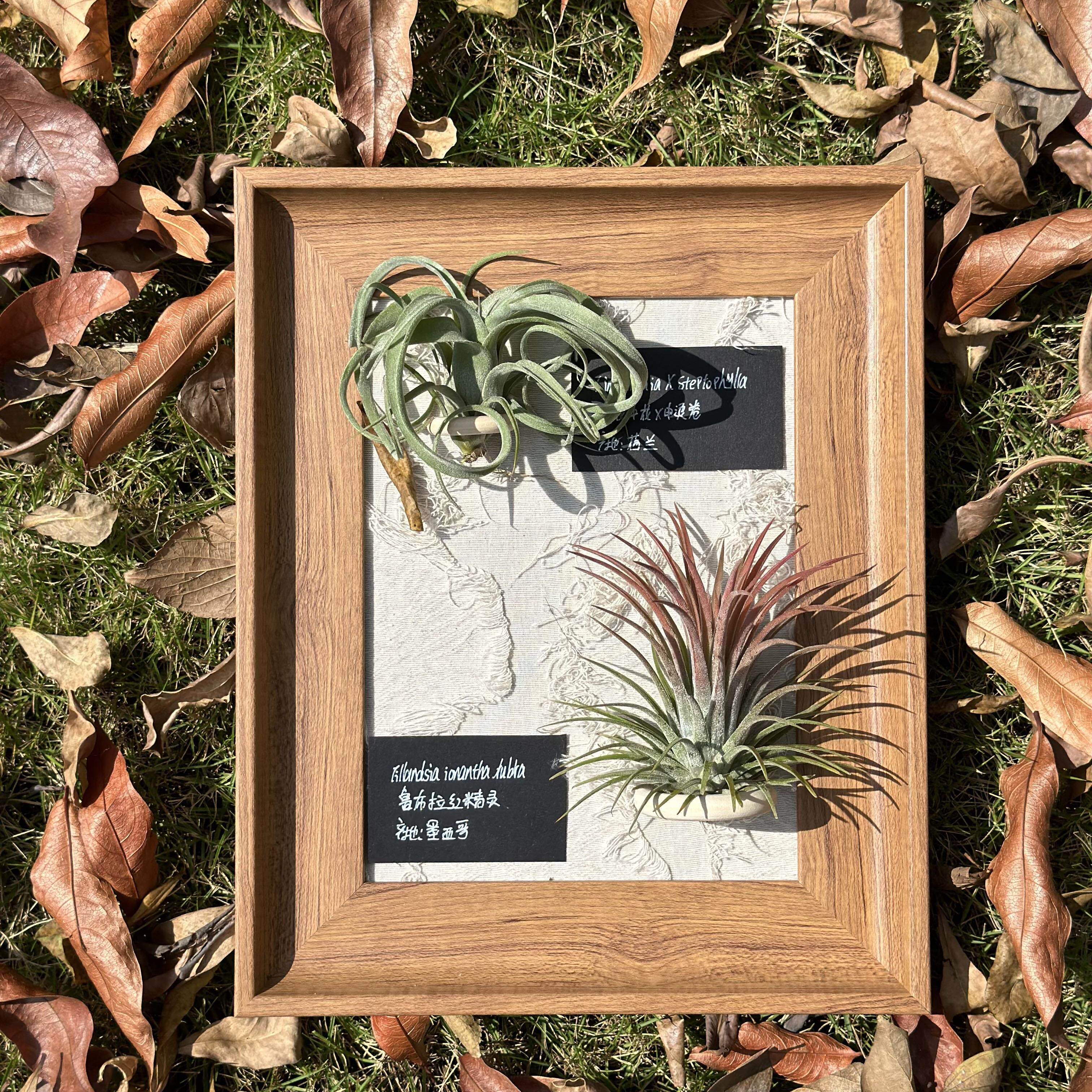 空气凤梨手工定制装饰画（含花卷+红精灵）创意礼物桌摆创意相框