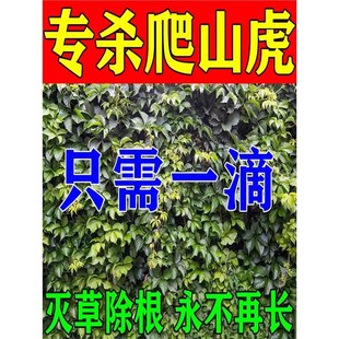 爬山虎去除爬山虎克星爬墙虎藤蔓灌木杂草专用除草烂根剂一扫光药