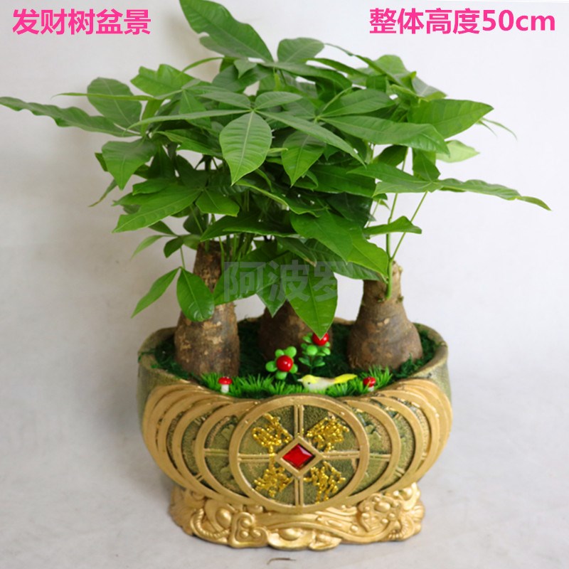 高档盆栽b桌面办公桌摆放 发财树盆景 开业乔迁花卉绿植苏州无锡