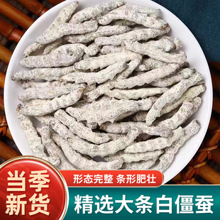 白僵蚕中药材500g克正品僵蚕白僵蚕粉白僵虫天虫七子白非炒僵蚕干