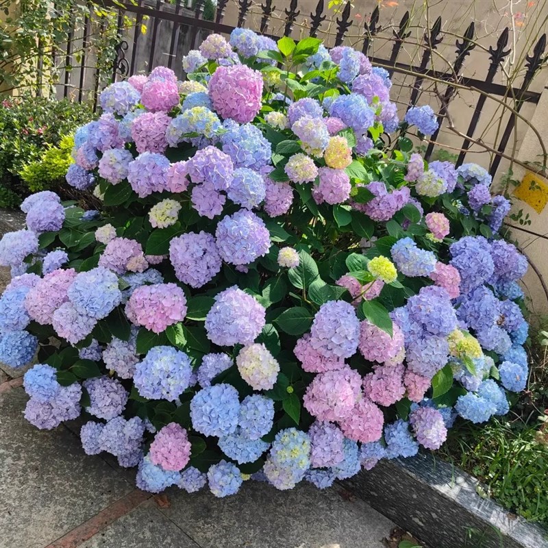 巨型无尽夏精品绣球花苗阳u台特大花庭院别墅花园耐寒造景花镜植