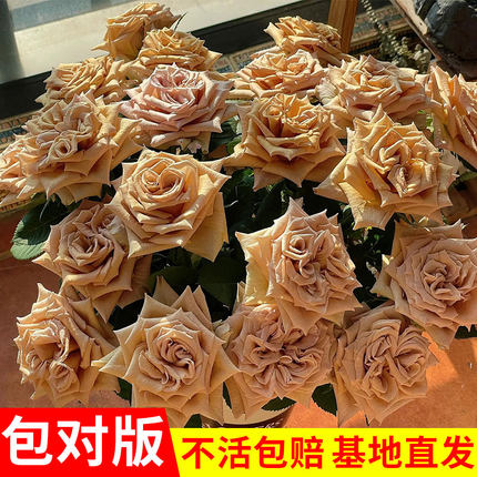 新品太妃糖月季花l苗复色花色大花切花玫瑰花苗阳台庭院盆栽四季