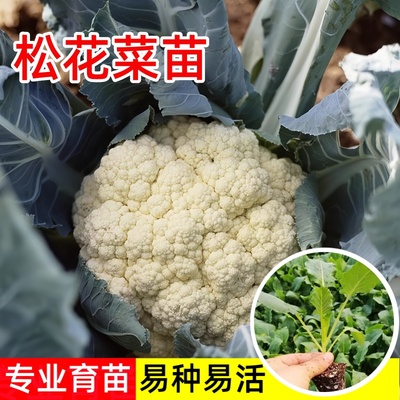 花菜苗青梗松花菜苗夏秋季蔬菜苗