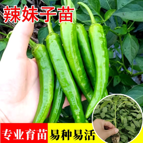 辣妹子苗特辣辣椒苗四季高产盆栽