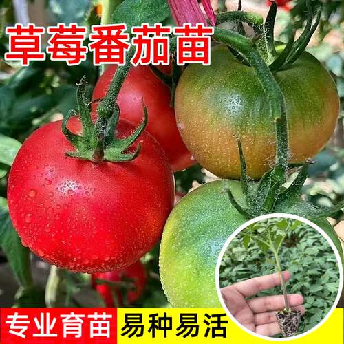 草莓番茄苗四季水果口感阳台盆栽
