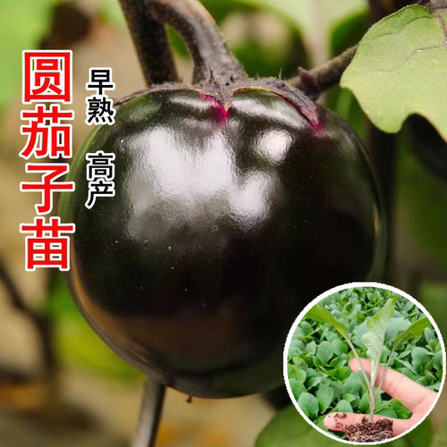 高产紫黑园茄子苗秧苗种四季特大