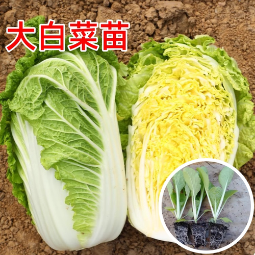 山东黄心大白菜苗早熟耐寒白菜籽