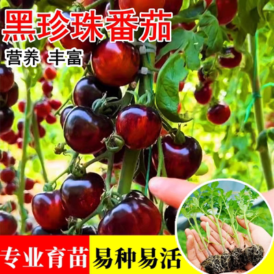 四季种黑珍珠小番茄苗盆栽水果苗