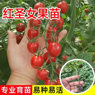 超甜千禧圣女果苗高产小番茄苗水果西红柿秧子四季种阳台盆栽菜苗