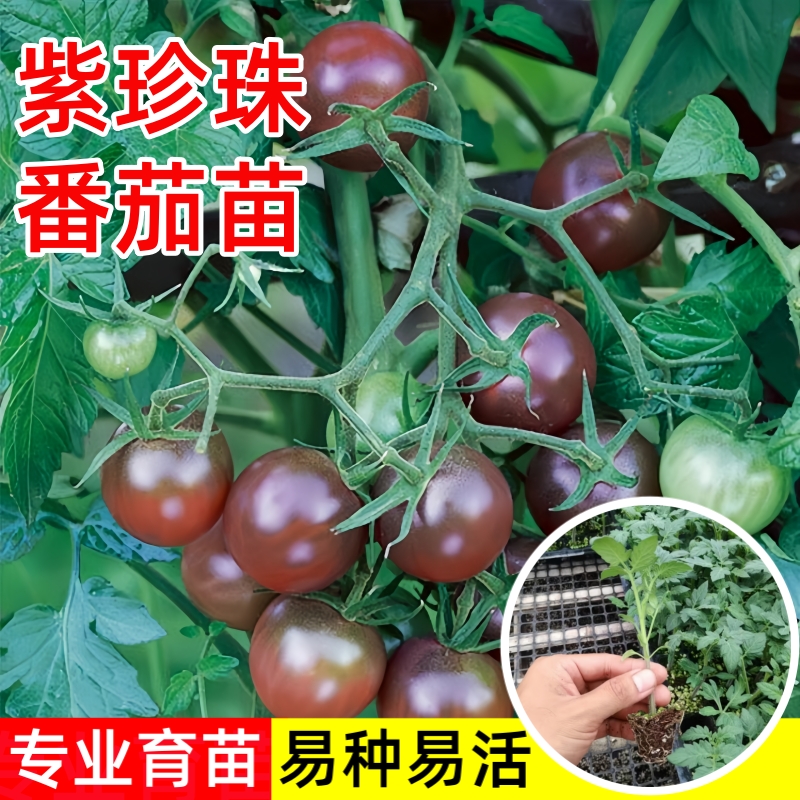 紫黑色口感好番茄种子春秋播樱桃