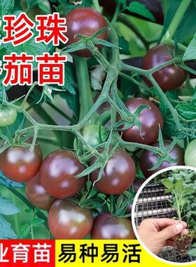 紫珍珠番茄苗春秋播红黑色樱桃小番茄柿子种子口感好蔬菜种子阳台