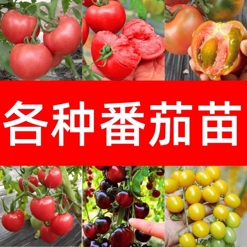 各种番茄苗圣女果苗红黄黑水果苗