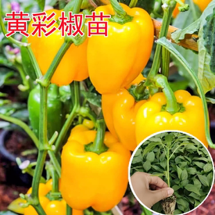 五彩甜椒苗水果辣椒苗黄彩椒红彩椒苗绿圆椒苗秧四季阳台盆栽菜苗