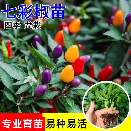 七彩椒苗辣椒苗秧四季观赏盆栽苗