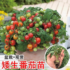 红矮生盆栽小番茄苗秧黄樱桃圣女果苗水果西红柿苗春秋四季阳台种