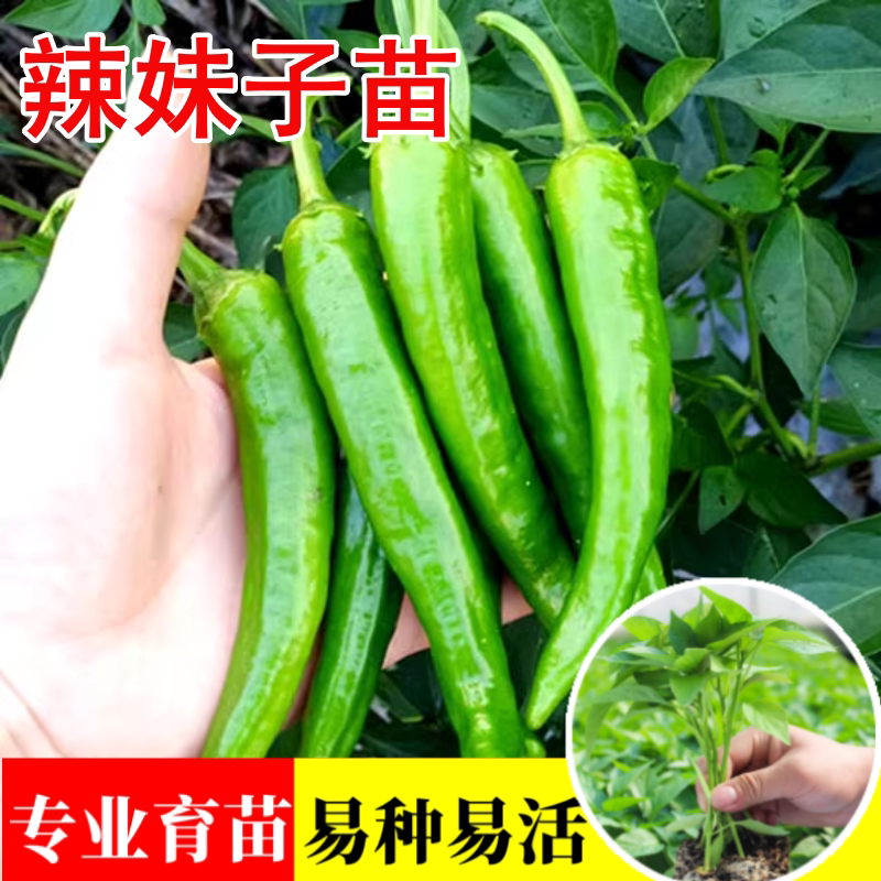 辣妹子辣椒苗秧苗特辣巨辣尖椒青椒苗高产四季种阳台盆栽蔬菜苗子