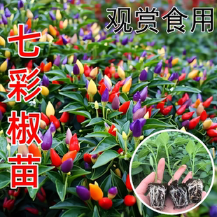 七彩椒苗秧苗四季 盆栽辣椒苗观赏多彩泡椒苗室内阳台种植南方种子