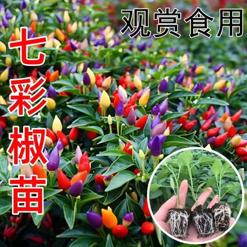 七彩椒苗秧苗四季盆栽观赏泡椒苗