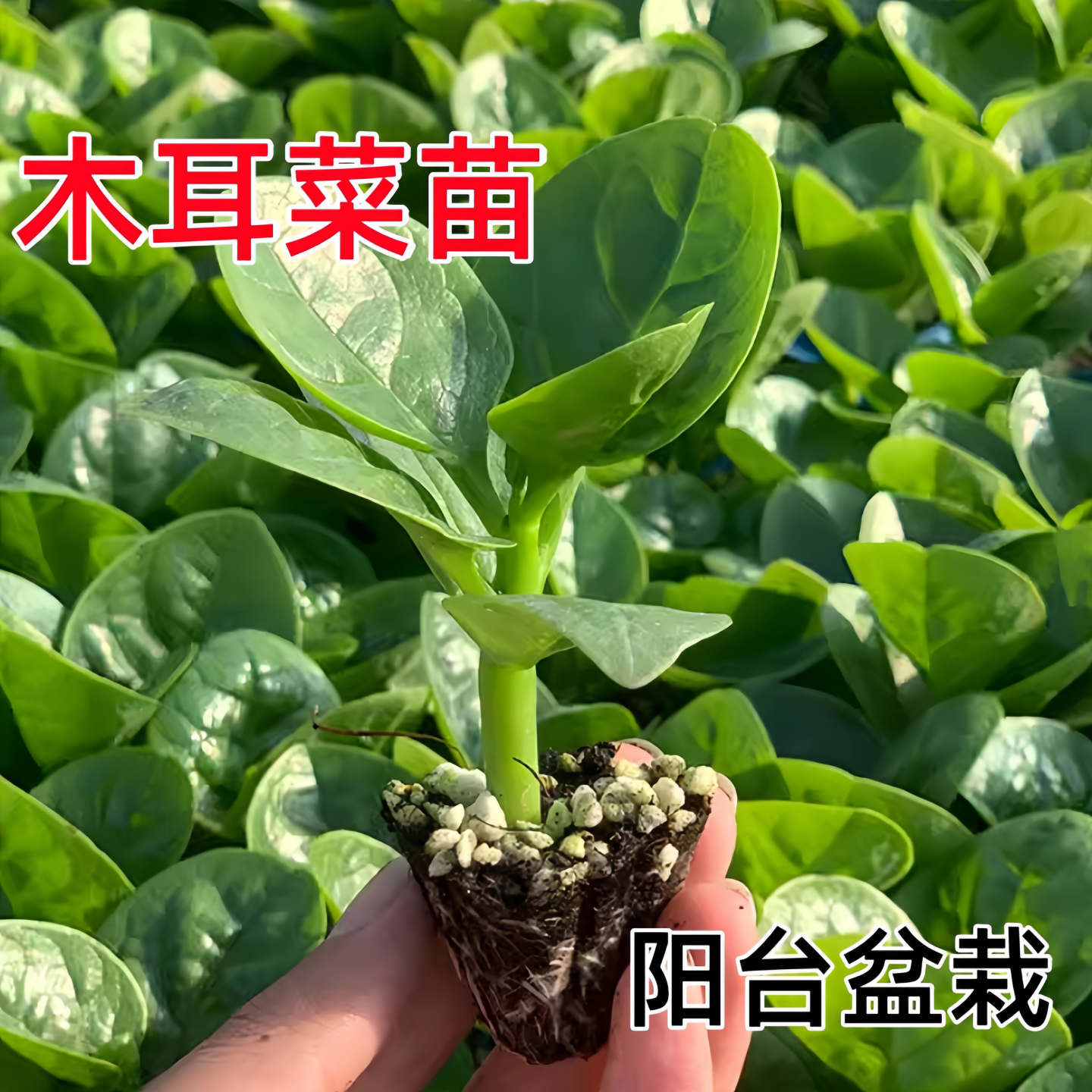 大叶木耳菜苗阳台盆栽苗带土发货