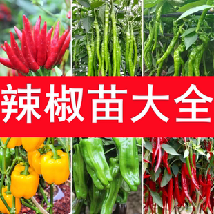四季 辣椒苗秧苗小米椒朝天椒苗香辣線椒苗薄皮青椒種籽子盆栽菜苗