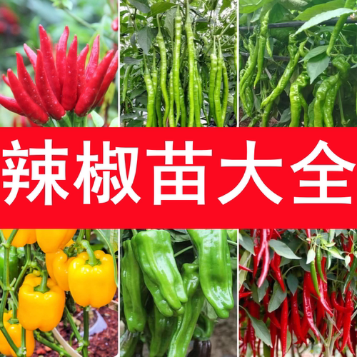 菜苗辣椒苗秧苗南方四季阳台盆栽