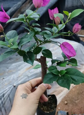 新人练手紫色三角梅小叶本A地紫袋苗--本店基地直发