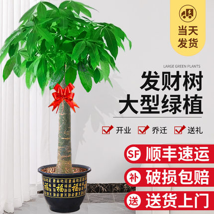 发财树大棵盆栽室内植物盆景w客厅绿植大型开业办公室摆件乔迁招