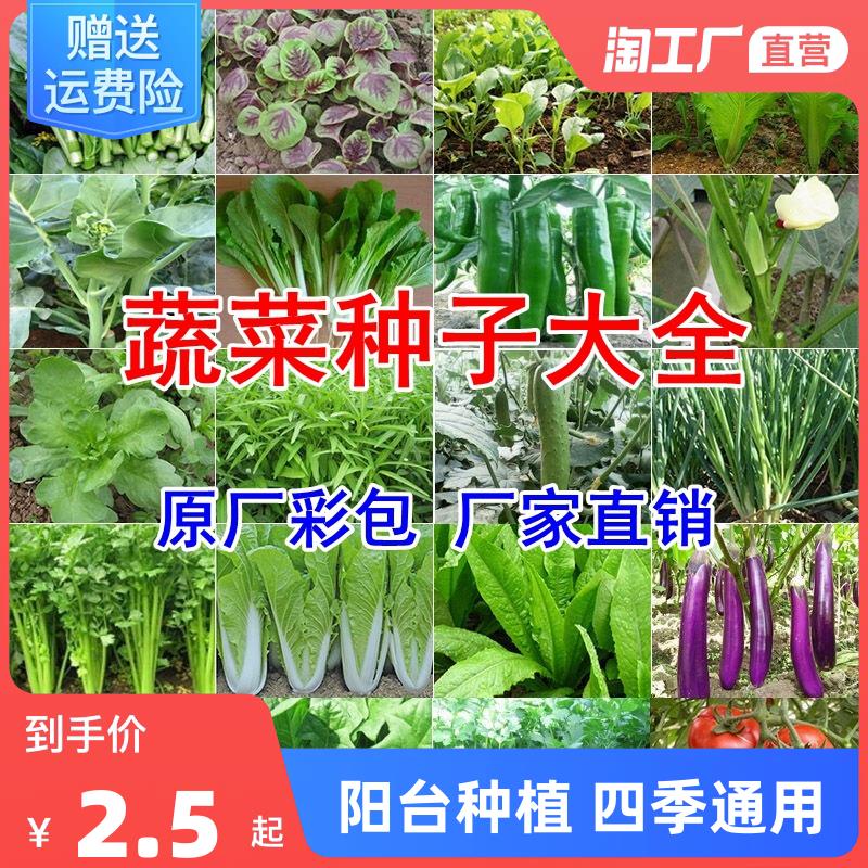 蔬菜种子四季播盆栽阳台庭院香菜青白菜萝卜生菜小葱菠菜籽孑大全