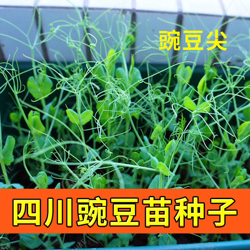 豌豆苗种蔬菜籽尖芽子摘孑的