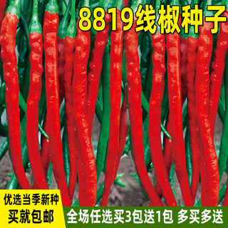 8819线椒种子香辣辣椒种籽二荆条四季盆栽家庭菜园种植蔬菜种子孑