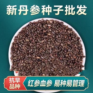 丹参种子材野生特级丹参新鲜红丹参种籽四季种植易活高产人参