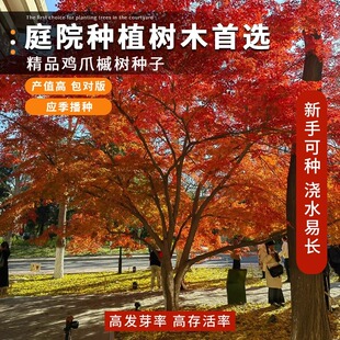 鸡爪槭种子鸡爪槭树种子庭院绿化苗木种子鸡爪槭树种籽