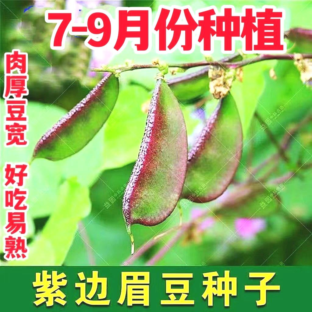 宽扁紫边眉豆种子青扁豆四季豆无筋肉厚7-9月份种植农家豆角种子