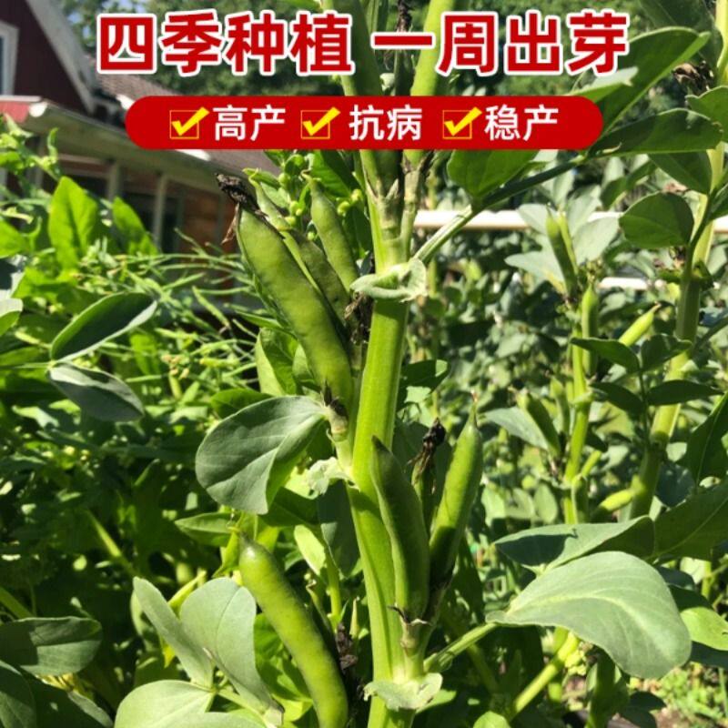 蚕豆种子高产蔬菜籽大全阳台