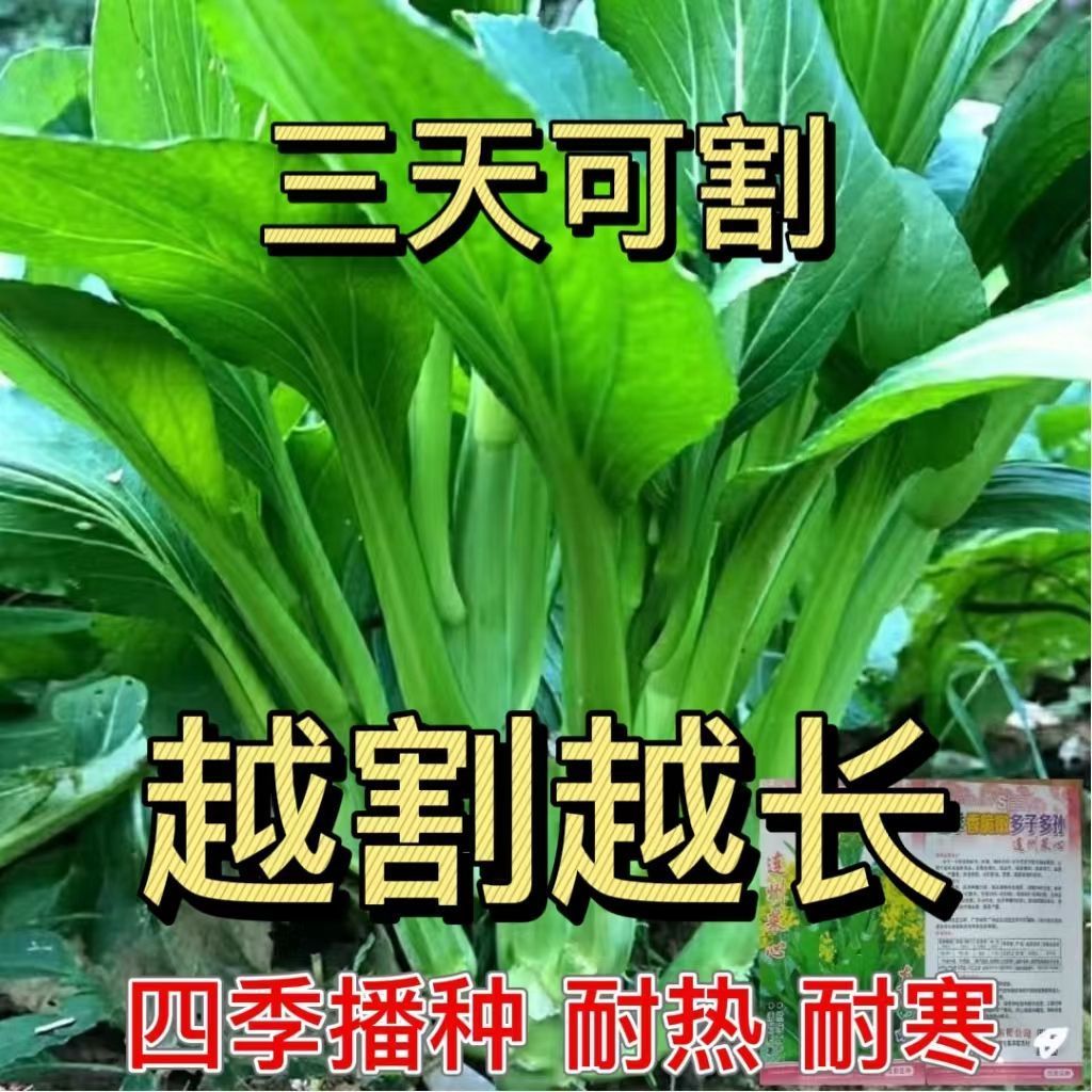 多枝多芽菜心种子多子多福甜菜心种子广东菜芯菜苔籽蔬菜种子春秋-封面